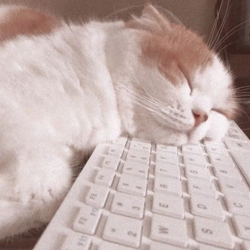 Стикер милые котики