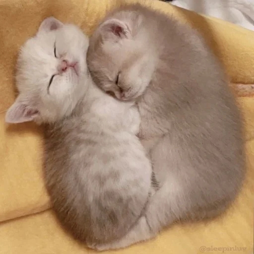 Стикер милые котики