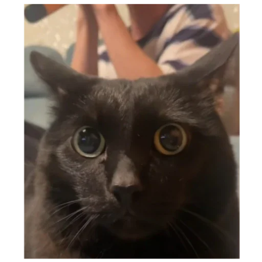 Стикер кофеин