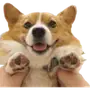 Эмодзи Корги
