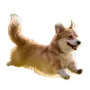 Эмодзи Корги