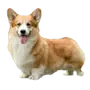 Эмодзи Корги