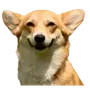 Эмодзи Корги