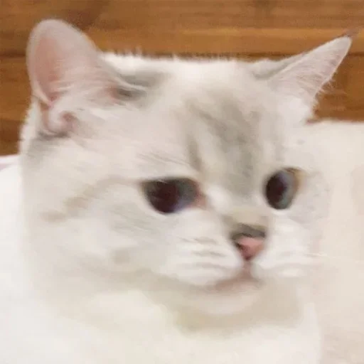 Стикер Кошколюб