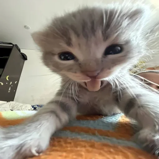 Стикер котики