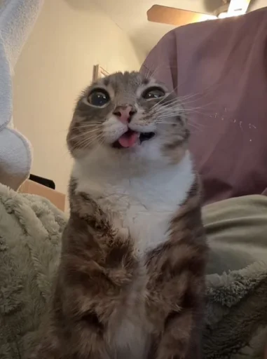 Стикер котики