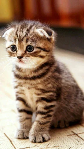 Стикер Котики смотрят на Жору Лобушкина