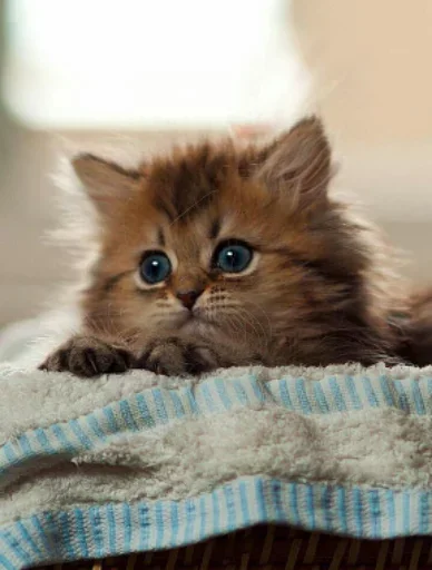 Стикер Котики смотрят на Жору Лобушкина