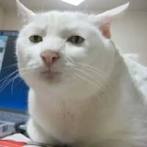 Стикер Котики смотрят на Жору Лобушкина