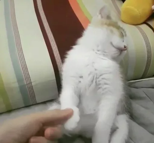 Стикер Kittens