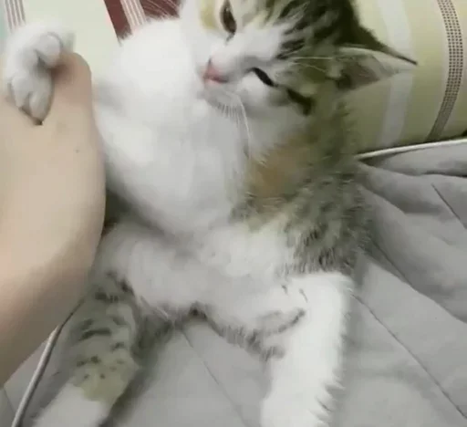 Стикер Kittens