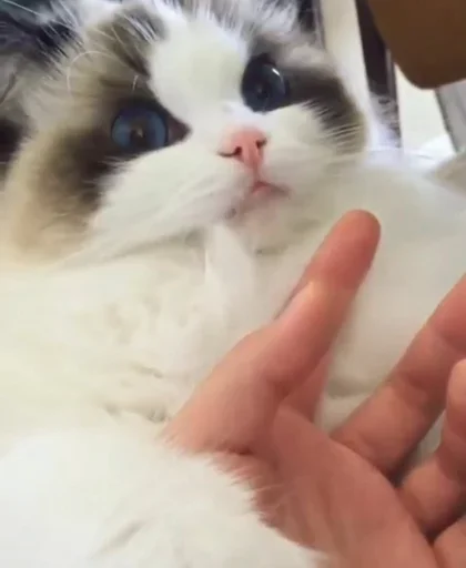 Стикер Kittens