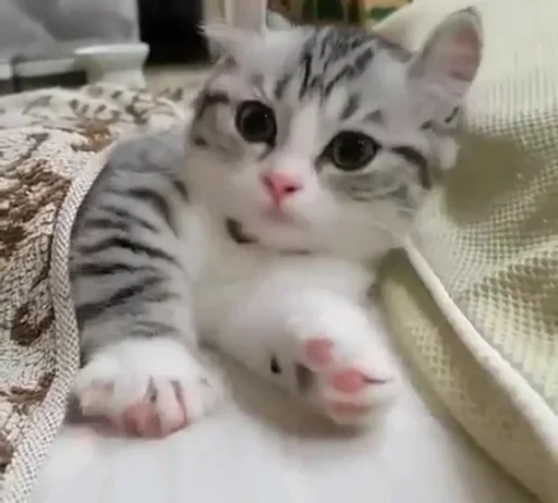 Стикер Kittens