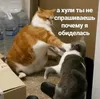 Стикер котики
