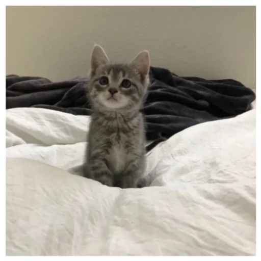 Стикер котики