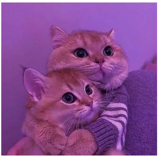 Стикер котики