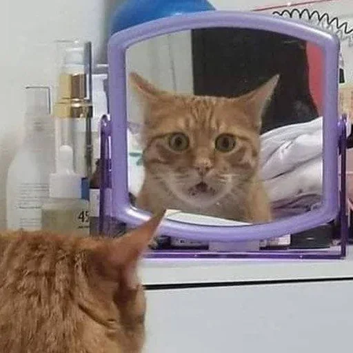 Стикер Котики