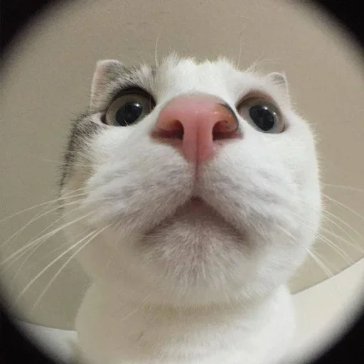 Стикер Котики