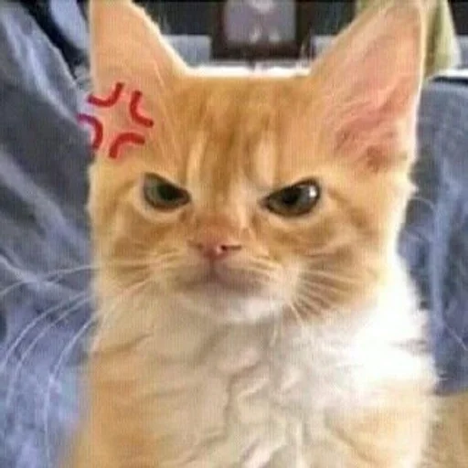 Стикер котики