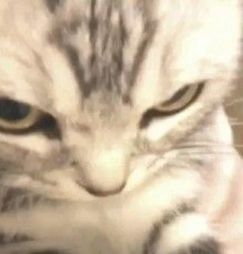 Стикер котики