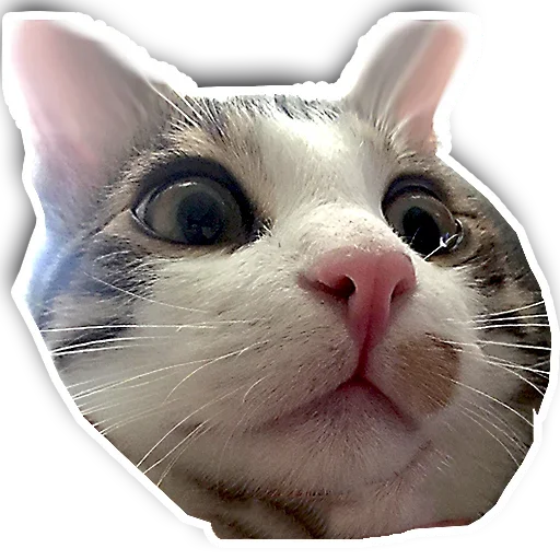 Стикер Котики