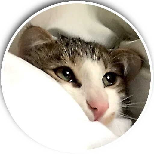 Стикер Котики