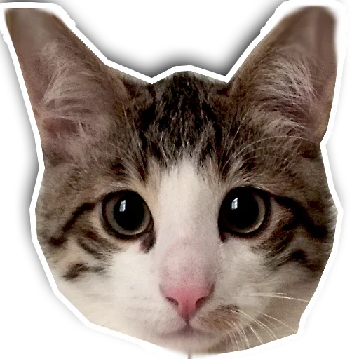 Стикер Котики