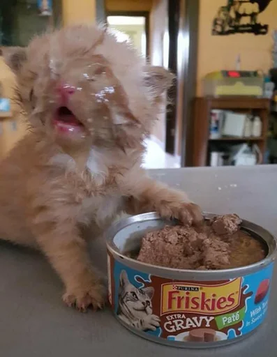 Стикер Котики