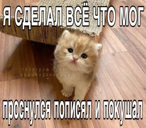 Стикер Котятки