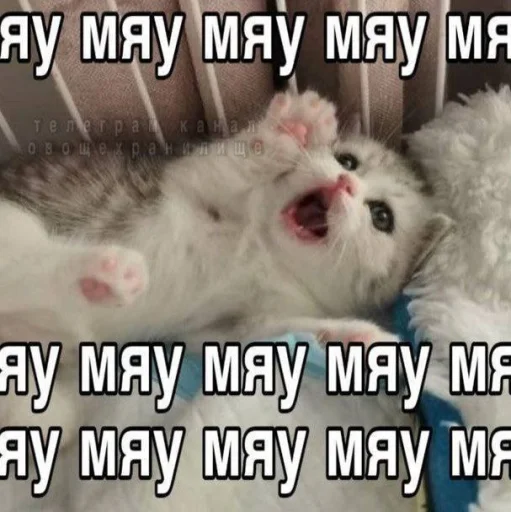 Стикер Котятки