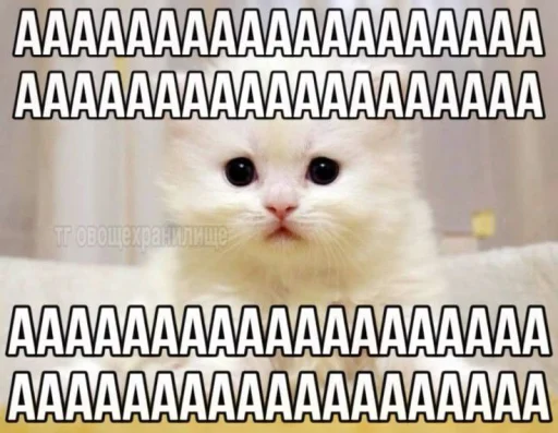 Стикер Котятки