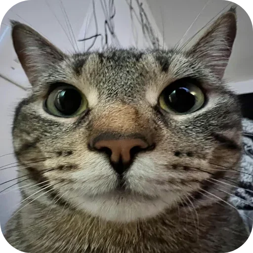 Стикер коты