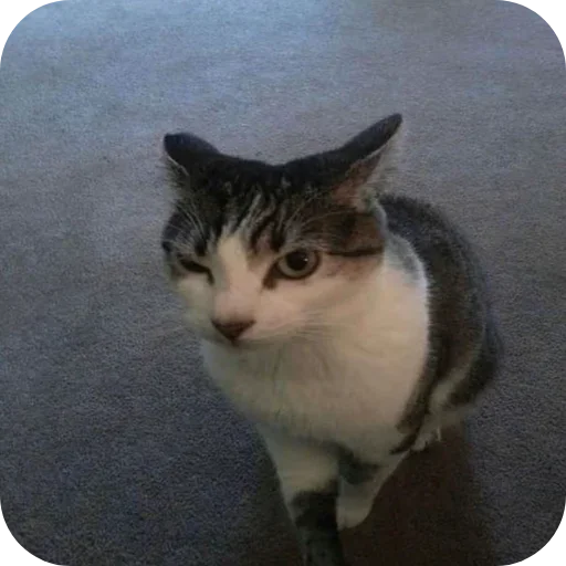 Стикер коты