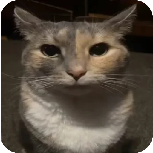 Стикер коты