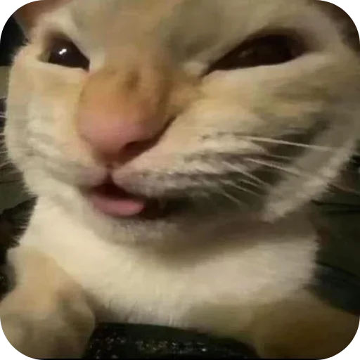 Стикер коты