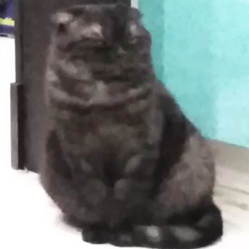 Стикер Kott_ssbornik