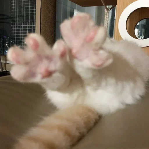 Стикер kotyaspack