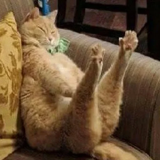 Стикер kotyaspack