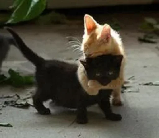 Стикер Котята