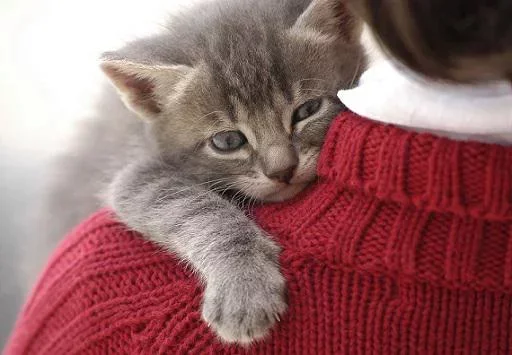 Стикер Котята