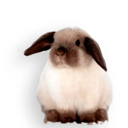 Стикер Кроличья лапка