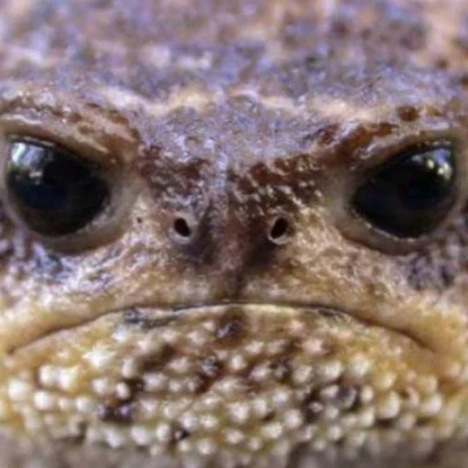 Стикер Квакушки