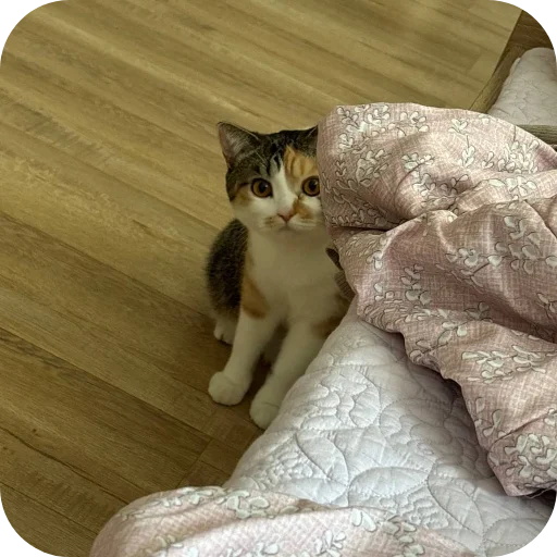 Стикер Котики