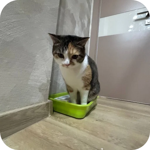 Стикер Котики