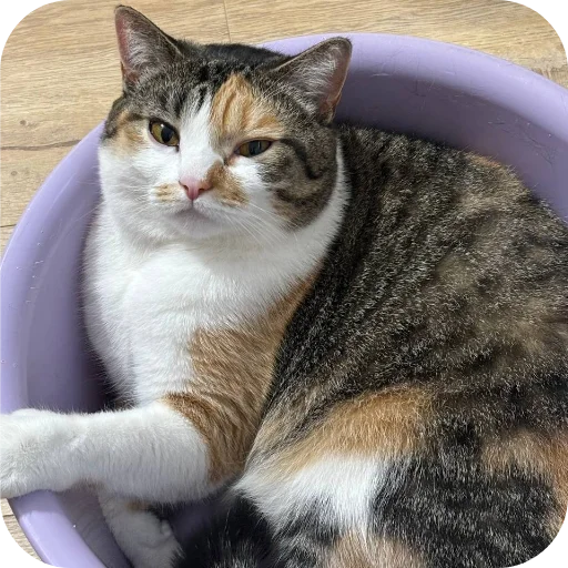 Стикер Котики