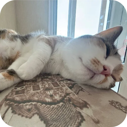 Стикер Котики