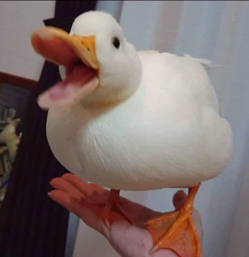 Стикер Le Ducc