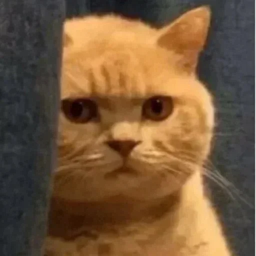 Стикер lhusssseeeein