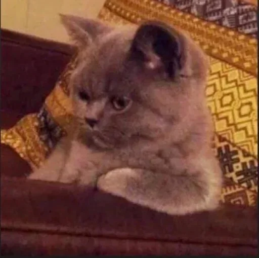 Стикер lhusssseeeein