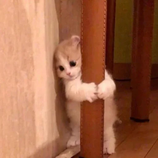 Стикер lhusssseeeein